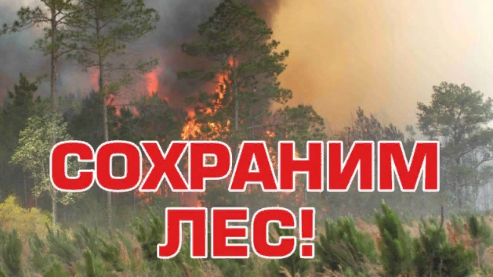 День защиты от пожаров. День защиты леса от пожара. День защиты от пожаров. День защиты от пожаров. Противопожарные листовки в лесу.